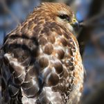 澳门赌盘平台合规运营路径与行业可持续发展策略 1x05dewdju