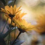 澳门赌场平台的优惠活动与奖励机制详解 rdhpt