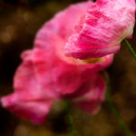 NBA常规赛活塞队直播:底特律新星挑战强敌 1i1t48