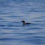 NBA巅峰对决:勇士骑士总决赛直播火爆开启 wkqvvlp