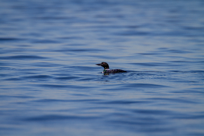 NBA巅峰对决:勇士骑士总决赛直播火爆开启 NBA巅峰对决:勇士骑士总决赛直播火爆开启